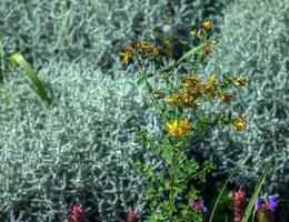 Close-up of a flowering medicinal herb St. John's wort. Latin name Hypericum perforatum L. photo