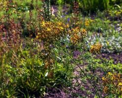 Close-up of a flowering medicinal herb St. John's wort. Latin name Hypericum perforatum L. photo