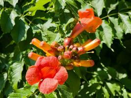 Beautiful red flowers of the trumpet vine or trumpet creeper Campsis radicans. Campsis Flamenco bright orange flowers winding over the fence in greenery. Chinese Trumpet Creeper branches photo