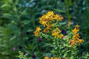 Close-up of a flowering medicinal herb St. John's wort. Latin name Hypericum perforatum L. photo