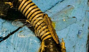 Large common shore dragonfly female close-up on the wall of the house. photo