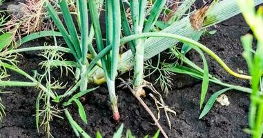 cebolla plantación en el jardín. verde cebollas crecer en el jardín. holandés azul cebolla crece en el suelo. foto