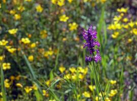 púrpura betonía flores o betony, madera betony, obispo, del obispo mosto sus científico nombre es betonica officinalis l o stachys officinalis, nativo a Europa y Asia. foto