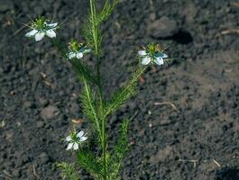 White flowers love-in-a-mist, or devil in the bush flower or Nigella damascena L in the Dnieper Botanical Garden in Ukraine. photo