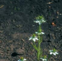 blanco flores amor en la niebla, o diablo en el arbusto flor o nigella damascena l en el dnieper botánico jardín en Ucrania. foto