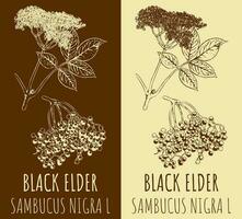 Vector drawing BLACK ELDER. Hand drawn illustration. The Latin name is SAMBUCUS NIGRA SAMBUCUS NIGRA  L.