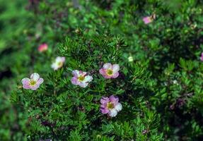 Blooming cultivar shrubby cinquefoil Dasiphora fruticosa or Princess in garden photo