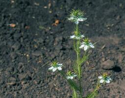 blanco flores amor en la niebla, o diablo en el arbusto flor o nigella damascena l en el dnieper botánico jardín en Ucrania. foto