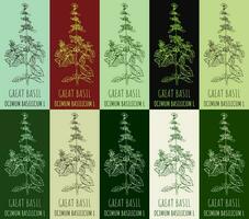 Set of vector drawing GREAT BASIL in various colors. Hand drawn illustration. The Latin name is OCIMUM BASILICUM L.