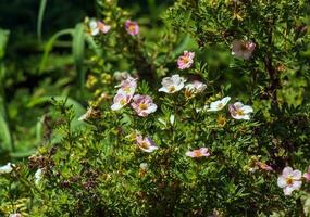 Blooming cultivar shrubby cinquefoil Dasiphora fruticosa or Princess in garden photo