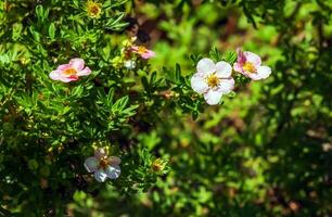 Blooming cultivar shrubby cinquefoil Dasiphora fruticosa or Princess in garden photo