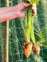 Fresh carrots picked from the garden in the hand of an elderly woman. Carrots on garden soil. Harvest. Agriculture. photo