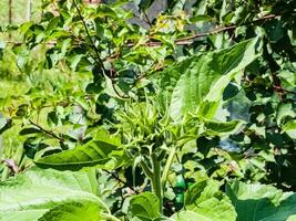 Sunflower bud close-up. Greenery on a summer day. Leaf veins close up. organic flora. Green background. Daylight photo