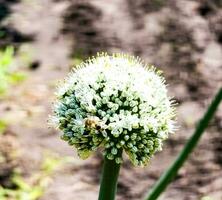 Closeup of bee on a white onion flower. Flowering onion, or alliums in the summer garden on the blurred background photo