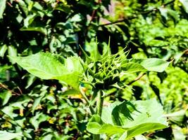 Sunflower bud close-up. Greenery on a summer day. Leaf veins close up. organic flora. Green background. Daylight photo