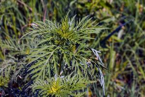 Ambrosia sagebrush before flowering. Ambrosia bloom has an extremely negative impact on human health and agriculture. photo