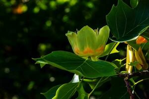 Tulip tree branches with flowers and buds. Latin name Liriodendron tulipifera L photo