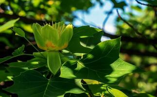 Tulip tree branches with flowers and buds. Latin name Liriodendron tulipifera L photo