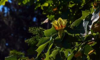 Tulip tree branches with flowers and buds. Latin name Liriodendron tulipifera L photo