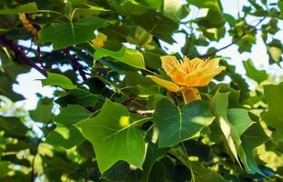 Tulip tree branches with flowers and buds. Latin name Liriodendron tulipifera L photo