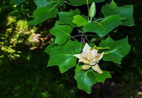 Tulip tree branches with flowers and buds. Latin name Liriodendron tulipifera L photo