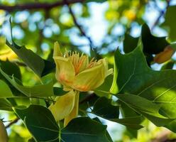 Tulip tree branches with flowers and buds. Latin name Liriodendron tulipifera L photo