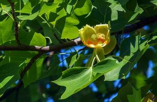 Tulip tree branches with flowers and buds. Latin name Liriodendron tulipifera L photo