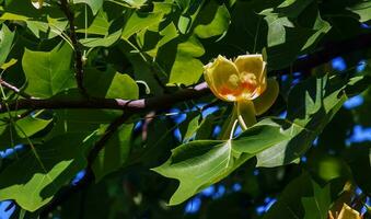 Tulip tree branches with flowers and buds. Latin name Liriodendron tulipifera L photo