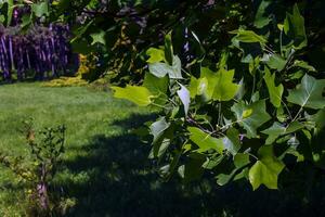Tulip tree branches with flowers and buds. Latin name Liriodendron tulipifera L photo