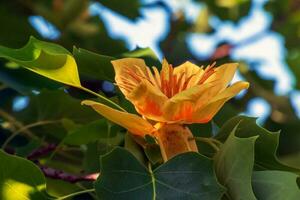 Tulip tree branches with flowers and buds. Latin name Liriodendron tulipifera L photo