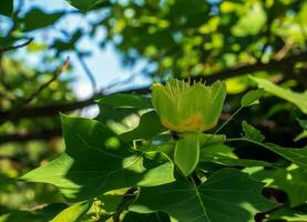 Tulip tree branches with flowers and buds. Latin name Liriodendron tulipifera L photo