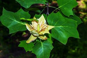 Tulip tree branches with flowers and buds. Latin name Liriodendron tulipifera L photo