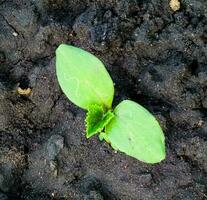 Young green cucumber sprouts in the ground. Cucumber shoots. Green shoots of cucumber leaves with yellow flowers. Future green vegetables. Agriculture. photo