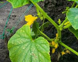 Young green cucumber sprouts in the ground. Cucumber shoots. Green shoots of cucumber leaves with yellow flowers. Future green vegetables. Agriculture. photo