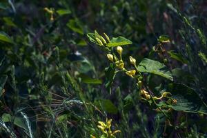 Aristolochia bracteolata also known as worm killer in English due to its anthelminthic activity and trypanocidal effect, is a perennial herb. photo