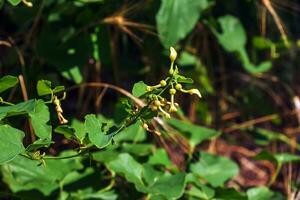 Aristolochia bracteolata also known as worm killer in English due to its anthelminthic activity and trypanocidal effect, is a perennial herb. photo