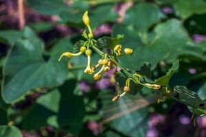 Aristolochia bracteolata also known as worm killer in English due to its anthelminthic activity and trypanocidal effect, is a perennial herb. photo