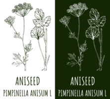 Drawing ANISEED. Hand drawn illustration. The Latin name is PIMPINELLA ANISUM L. png