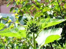 Sunflower bud close-up. Greenery on a summer day. Leaf veins close up. organic flora. Green background. Daylight photo