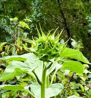 Sunflower bud close-up. Greenery on a summer day. Leaf veins close up. organic flora. Green background. Daylight photo