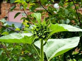 Sunflower bud close-up. Greenery on a summer day. Leaf veins close up. organic flora. Green background. Daylight photo