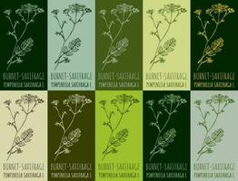 Set of vector drawing BURNET-SAXIFRAGE in various colors. Hand drawn illustration. The Latin name is PIMPINELLA SAXIFRAGA L.