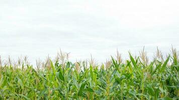 Corn in the field is growing. photo