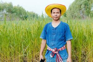 Farmers are exploring the rice fields. photo