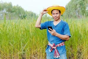 Farmers are exploring the rice fields. photo