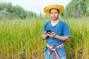 Farmers are exploring the rice fields. photo