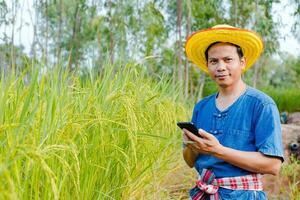 Farmers are exploring the rice fields. photo