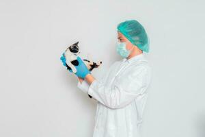 un masculino veterinario lleva un calicó gato para diagnóstico. foto