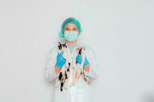 A male veterinarian carries a calico cat for diagnosis. photo