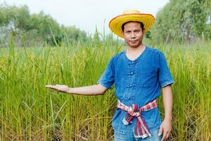 Farmers are exploring the rice fields. photo